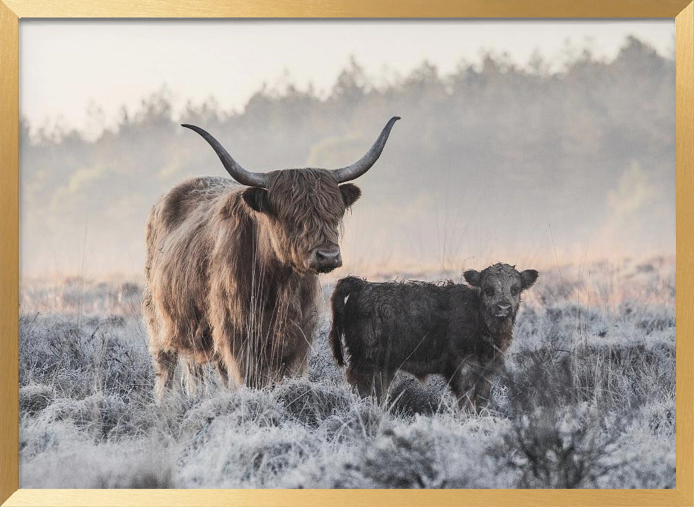 Highlander and Calf Poster