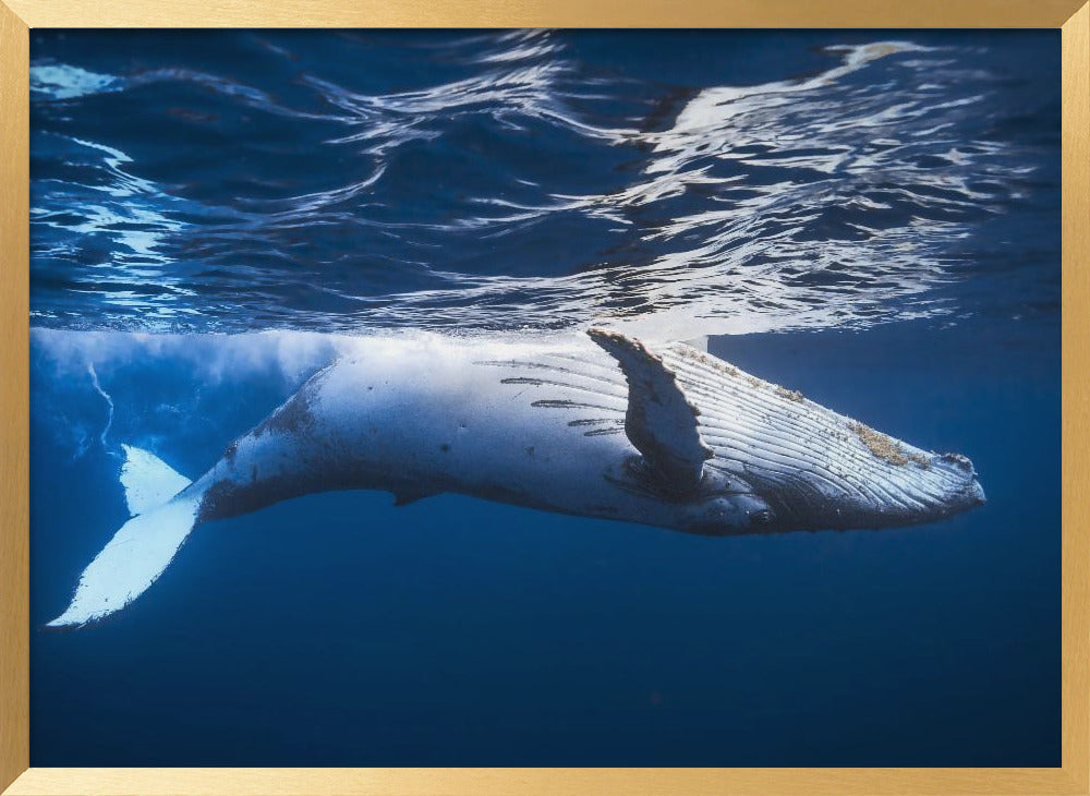 On the surface of the water: a humpback whale Poster