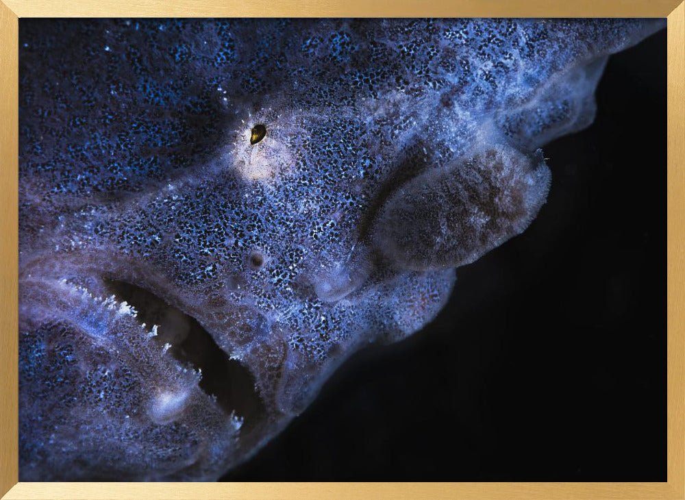 Frogfish Poster