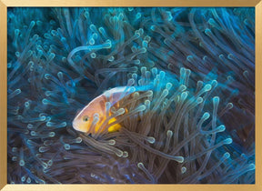 Skunk clownfish Poster