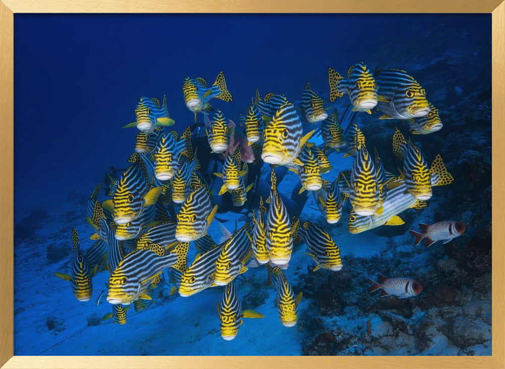 Oriental Sweetlips Poster