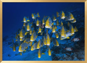 Oriental Sweetlips Poster