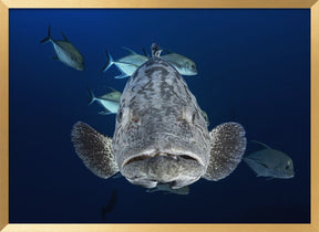 Face to face with a potato grouper Poster