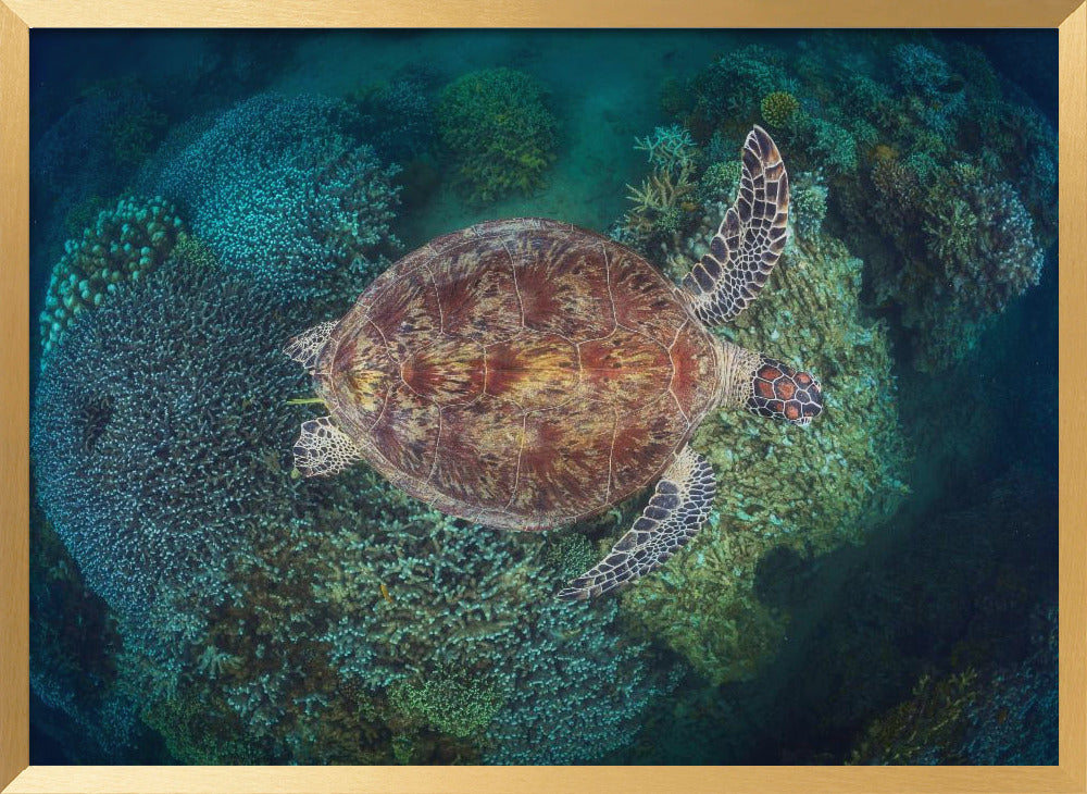 N'Gouja Reef Poster