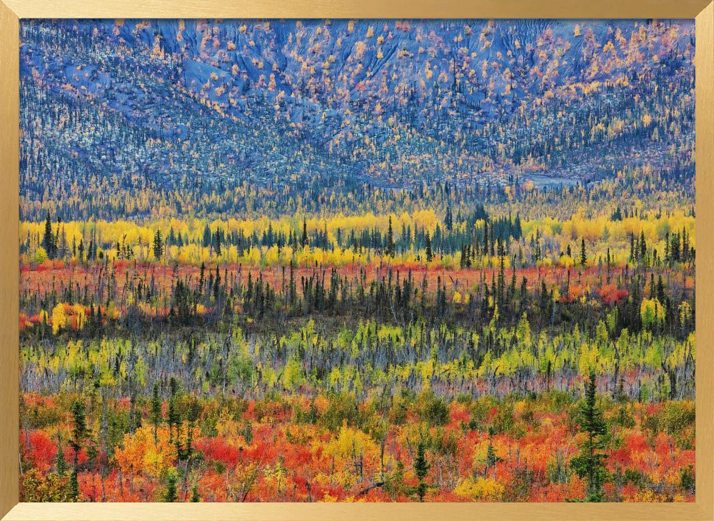 Fall Color in The Mountain Poster