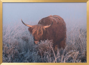 HIghlander in cold Sunrise. Poster