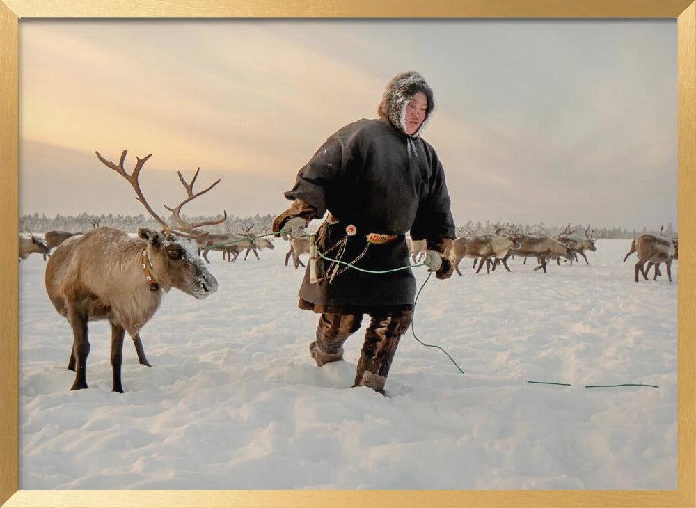 Nenet and reindeer Poster