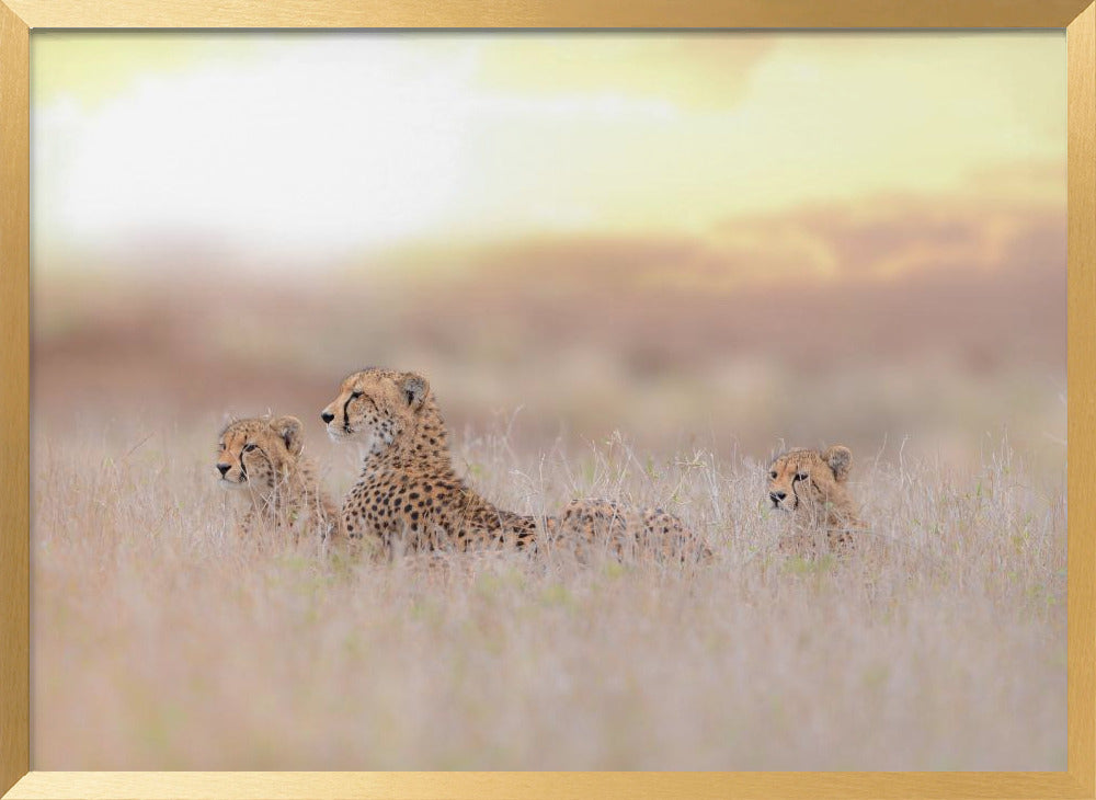 Cheetah Family Poster