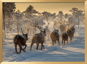 Reindeers hunting Poster