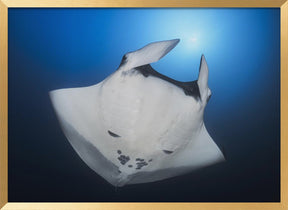 Océanic Manta Ray Poster