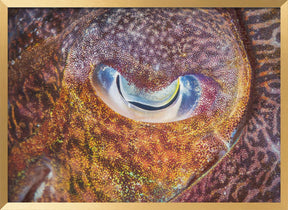 Focus on cuttlefish Poster