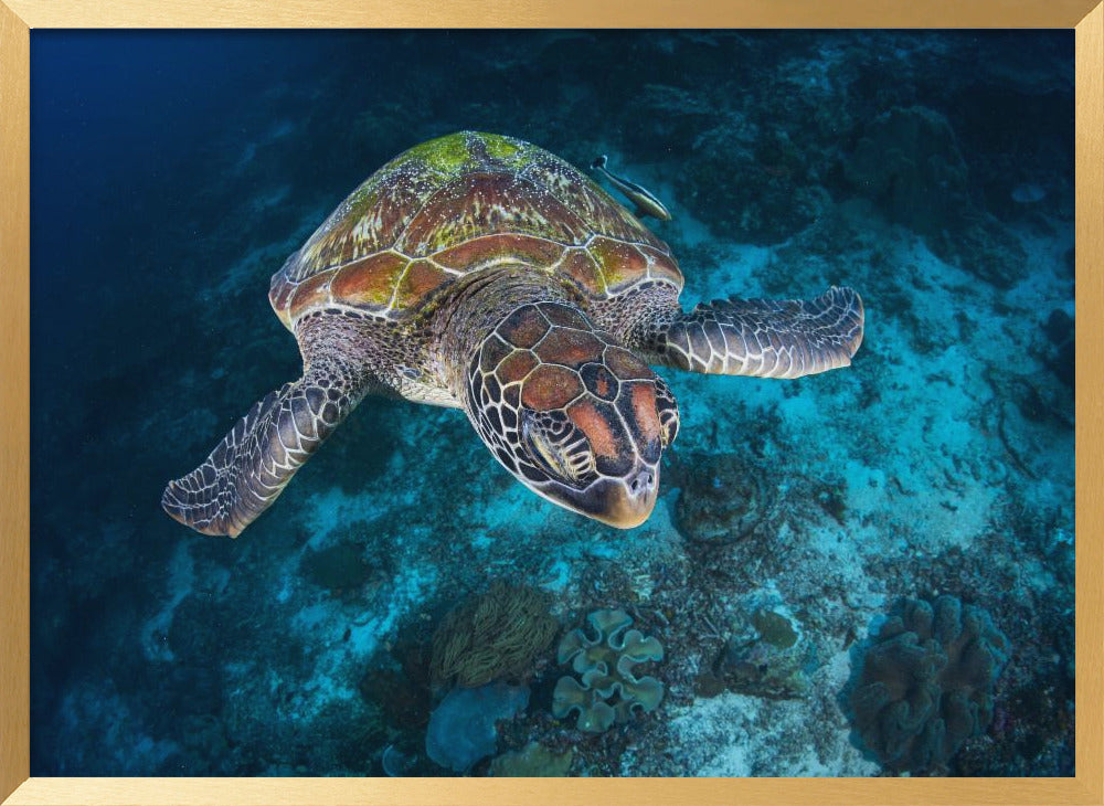 Green turtle from Sauwandarek Poster