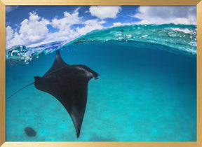 A reef manta ray in Mayotte Poster