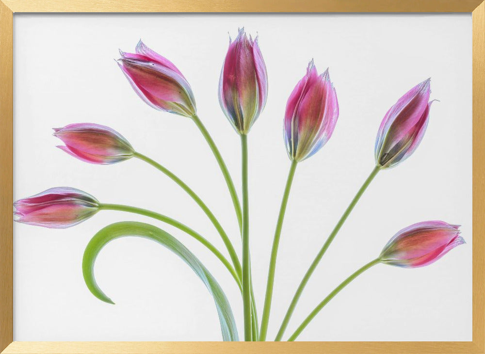 Tulipa Poster