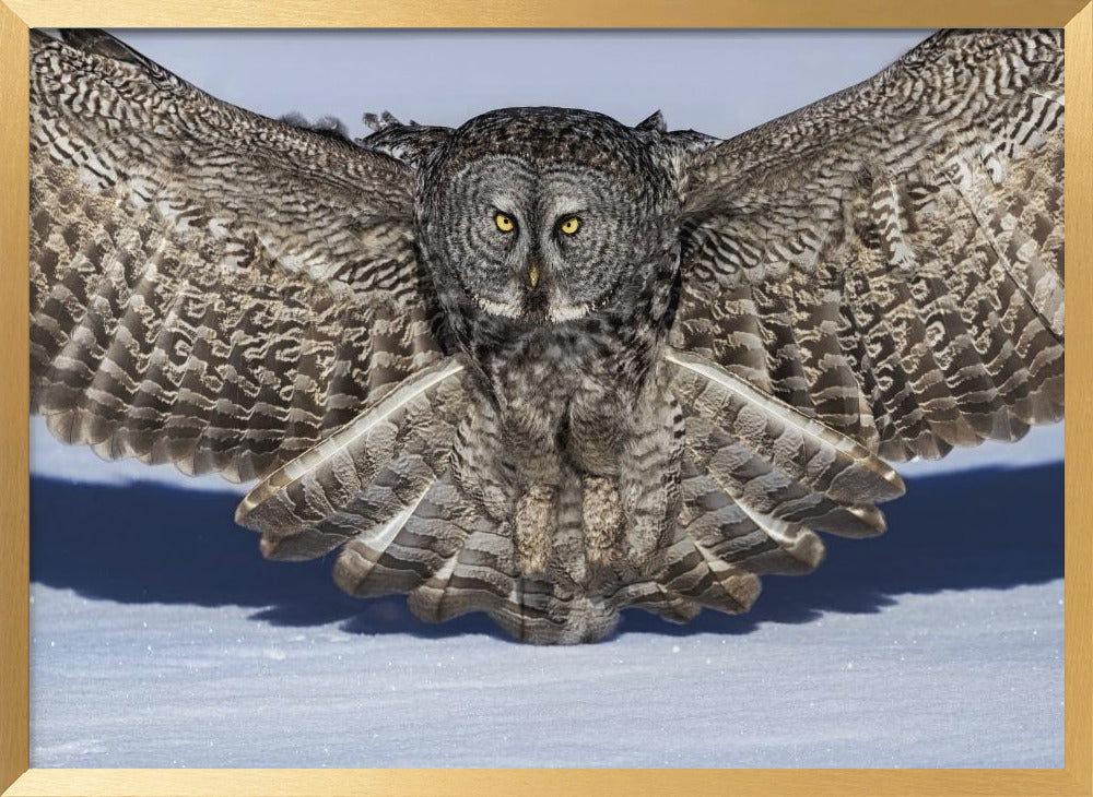 Great Grey Owl Poster