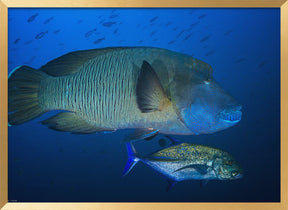 Humphead wrasse Poster