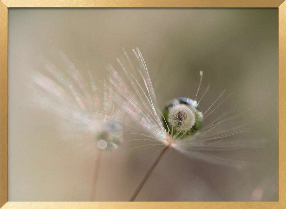 Star of dandelion Poster