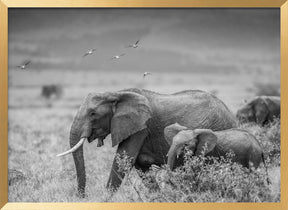 MONO ELEPHANT FAMILY Poster