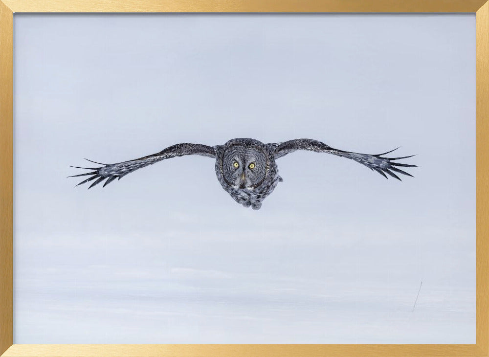 Great Grey Owl in Flight Poster