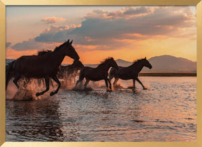 WATER HORSES Poster