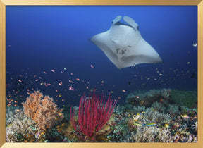 Ocean Manta Ray on the reef Poster