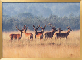 Red Deer Poster