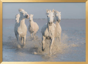 horses Poster