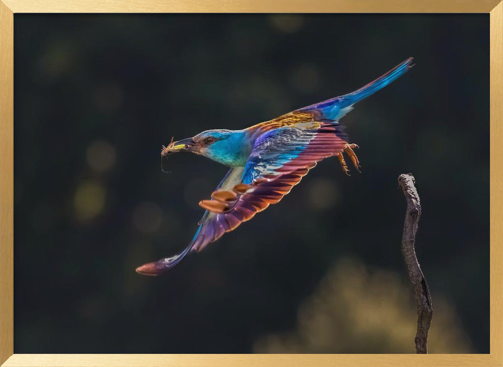 Busy for Feeding Poster