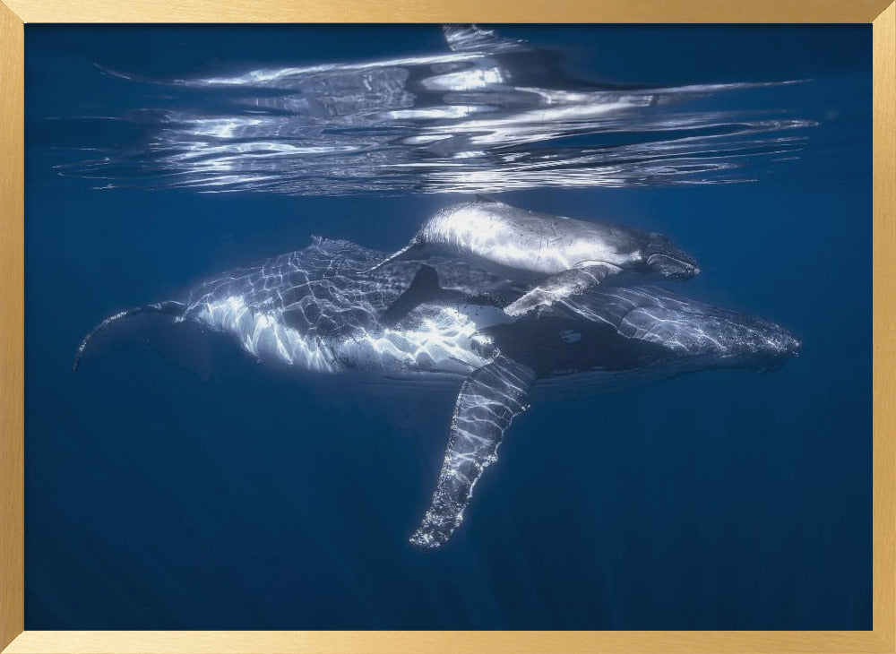 A humpback whale and its calf Poster