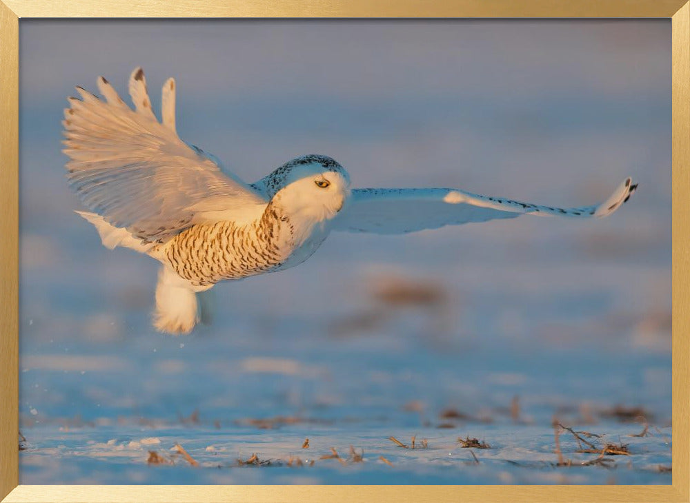 Snowy Owl Poster