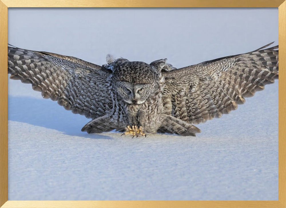 Hunting in The Morning Poster