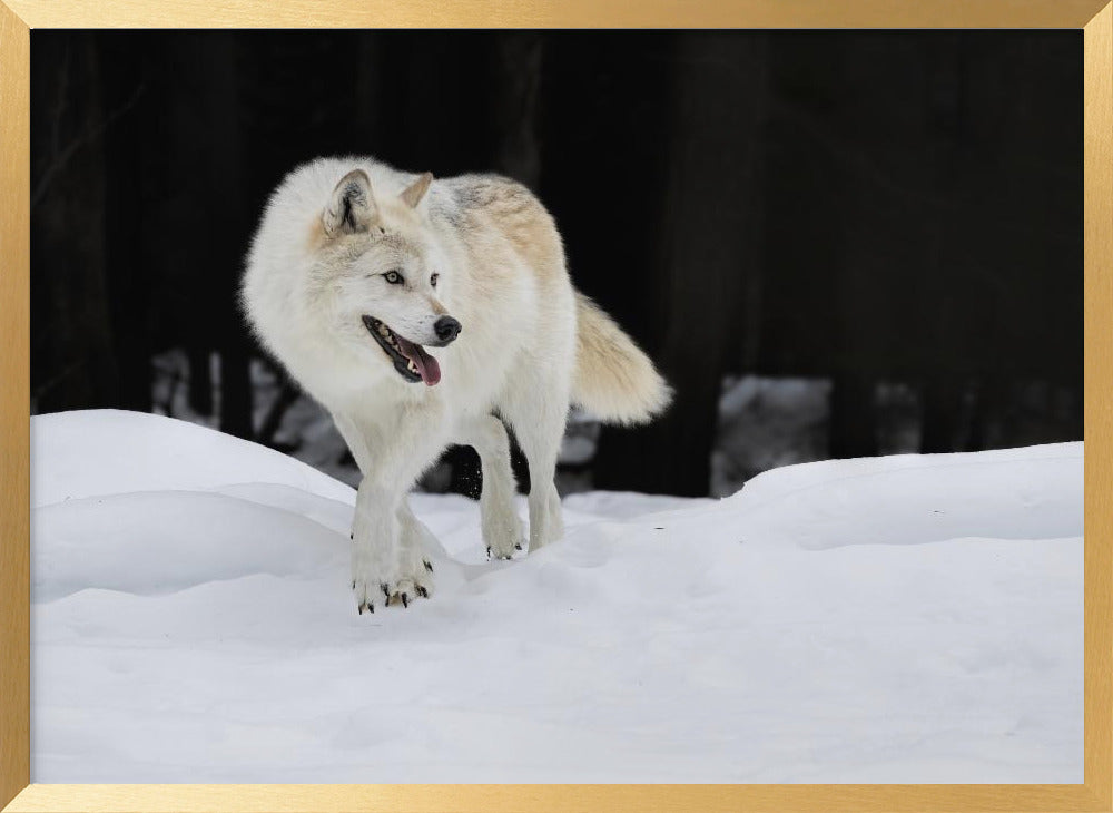 Out of The Dark Poster