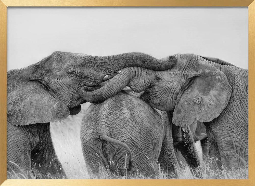 Elephant Playing Poster