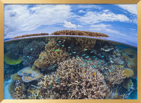 Split level from Mayotte reef Poster