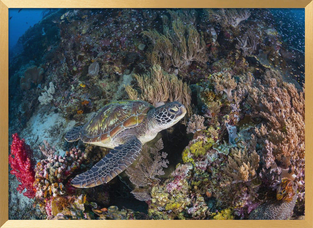 Coral garden and green turtle Poster