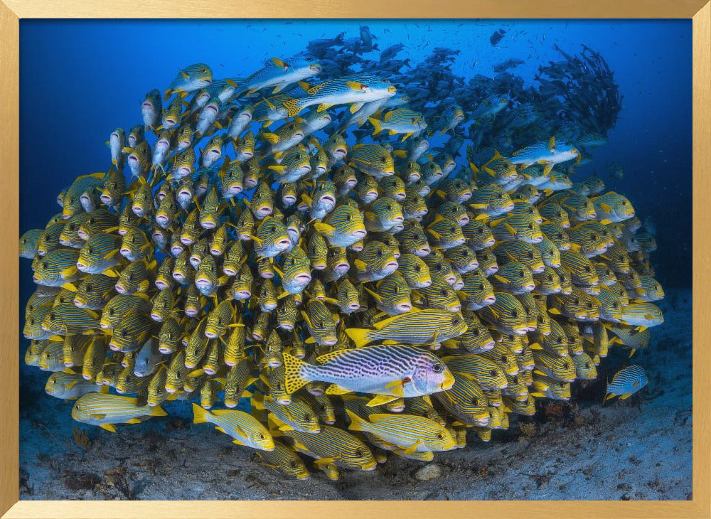 Cape Kri's school of sweetlips Poster