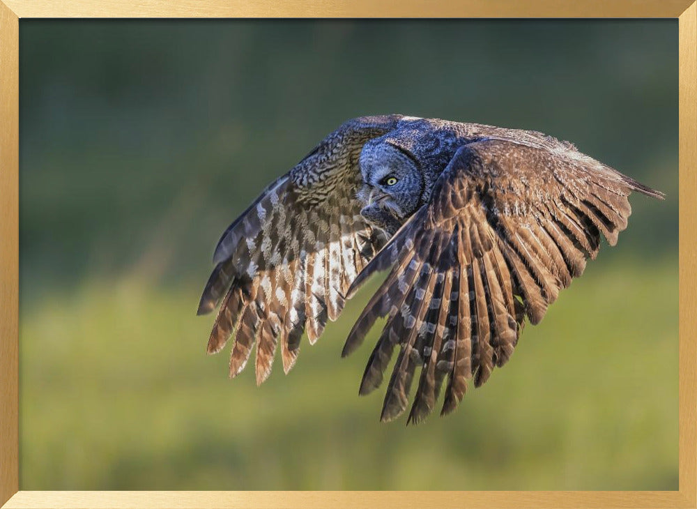 Great Grey Owl Poster