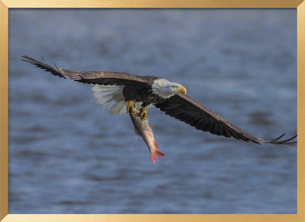 Bald Eagle Catching Fish Poster