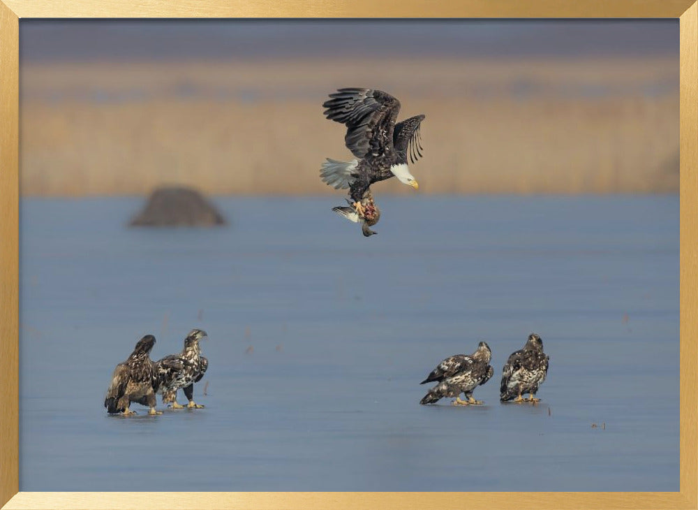 For Survival in the Winter Poster