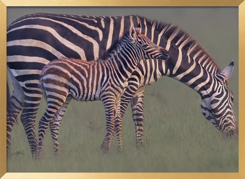 Baby Zebra Poster