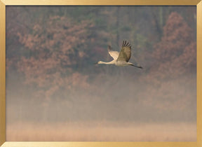 Through the Morning Fog Poster