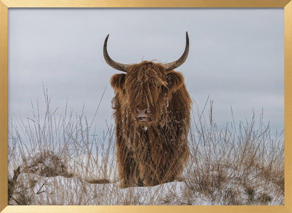 Highlander in Snow Poster