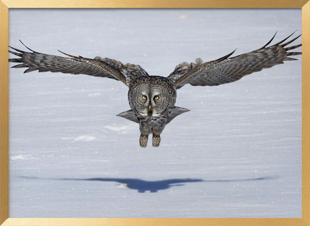 Great Grey Owl in Flight Poster
