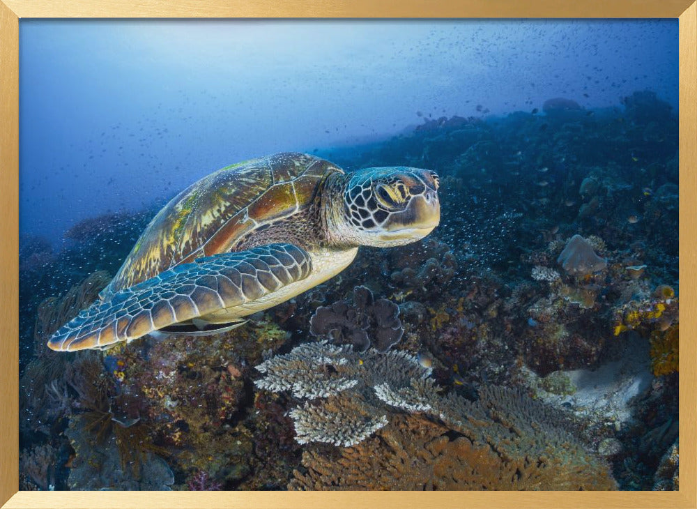 Green sea turtle from Raja Ampat Poster