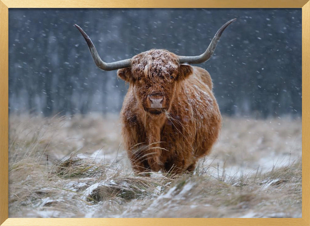 Snowy Highland cow Poster