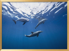 Bottlenose dolphin from Indian océan Poster