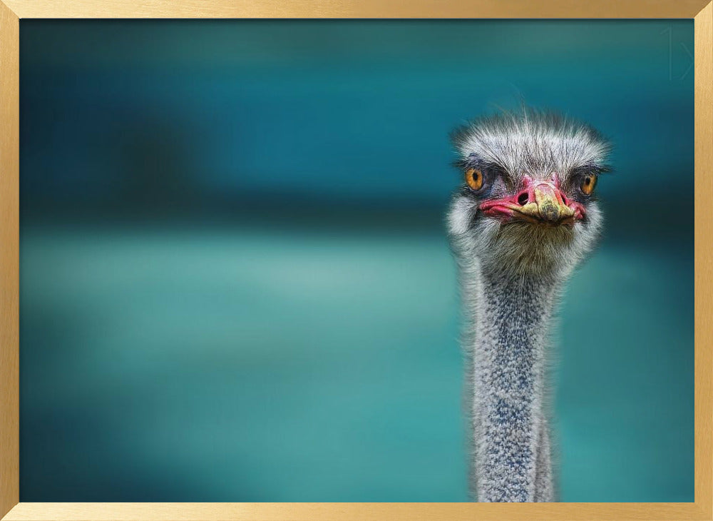 Ostrich Protecting two Poor Chicken from the Wind Poster