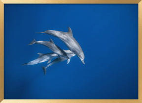 Bottlenose dolphin family Poster