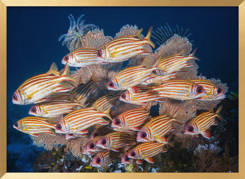 Yellow-tipped squirrefish Poster