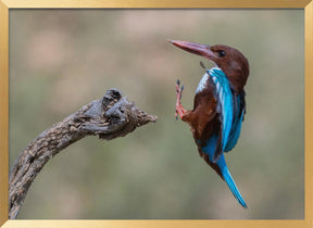 White-throated Poster